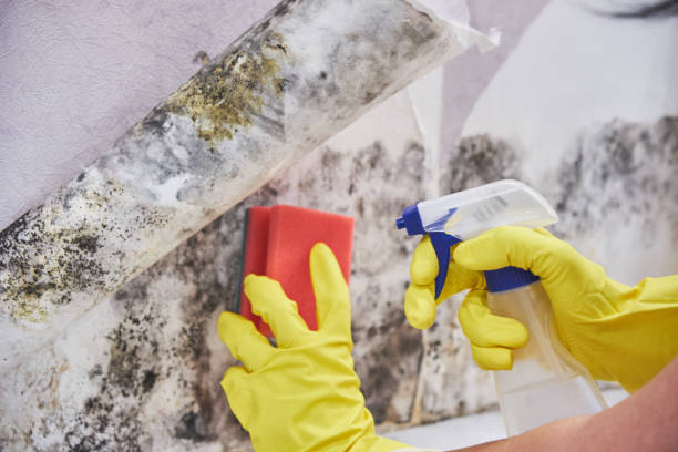 Madisonville, LA Mold Removal Services Company